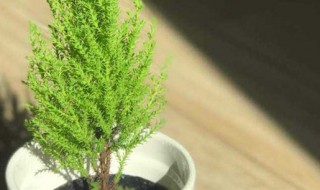 香松盆栽的寓意 香松盆栽的寓意与象征