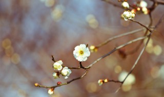 打春祝福词 打春吉祥语