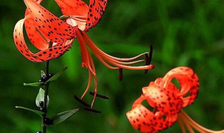 卷丹花寓意（卷丹花图片）