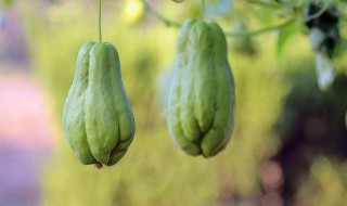 拂手瓜和什么相克（佛手瓜和什么相克）