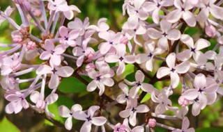 紫丁香的寓意（紫丁香的寓意主要有）