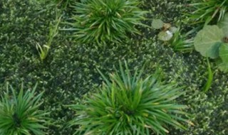 菖蒲的寓意（菖蒲的寓意和象征风水禁忌）