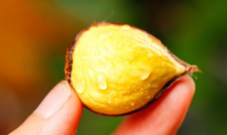 板粟怎样剥皮 栗子怎么剥皮最简单