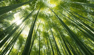 竹怎么读（纂怎么读）