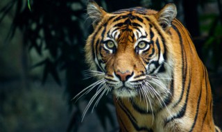 梦见杀老虎是什么意思 做梦梦见杀老虎是什么意思