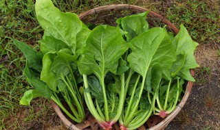 菠菜汤做法（冬瓜菠菜汤做法）