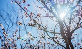 梅花寓意的精神是什么（梅花的寓意和精神）