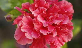 重瓣朱槿花的寓意（重瓣朱槿花的寓意和象征）