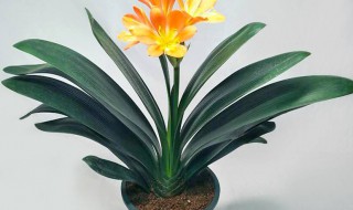 君子兰夹箭开花有什么寓意 君子兰夹箭开花风水好吗