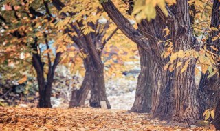 梧桐树的寓意是什么 梧桐树有什么寓意吗