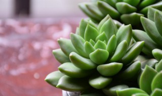 多肉的花语和寓意是什么（多肉植物的花语大全有图片）