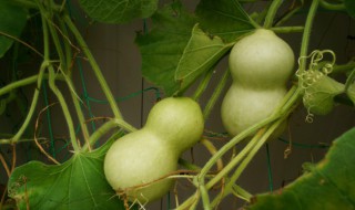 马泡的学名叫什么 马泡有什么作用