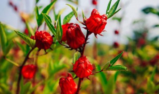 洛神花泡水怎么泡 洛神花泡水泡多久