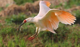 白鹤可以飞吗（白鹤能飞起来吗）