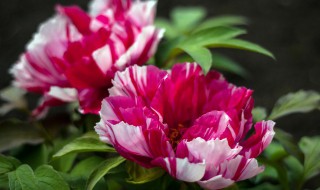 牡丹花茶和什么搭配喝好 牡丹花与什么茶一起喝好