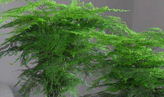 文竹长出的长藤有什么寓意(文竹长出的长藤很长好吗)