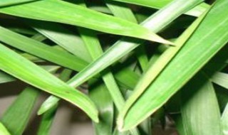 夏威夷竹子的寓意（夏威夷竹子的寓意和象征）