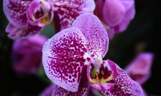 巴西野牡丹有什么寓意(巴西野牡丹花语寓意)