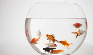 鱼的侧线作用是什么（鱼的侧线作用是什么?）