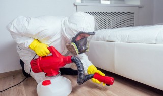 放屁虫怎么驱赶 臭屁虫怎么治才能彻底消灭