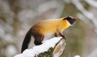 黄猴貂爱吃什么（黄猴貂爱吃什么动物）