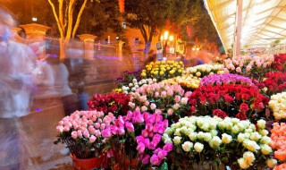 虞美人花语和象征意义(虞美人花名)