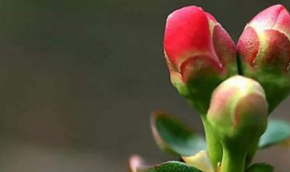 咋样躲春(躲春该怎么躲)