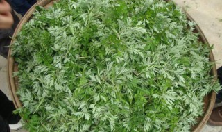 干艾叶的功效与作用(干艾叶的功效与作用及禁忌)