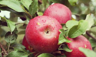 苹果代表什么寓意（苹果的含义寓意）