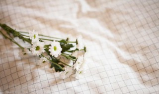 小雏菊的寓意和象征（小雏菊的寓意和象征是）