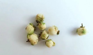 山茶花茶的功效和作用（山茶花作用与功效）