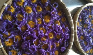 蓝莲花茶的功效与作用(蓝莲花茶的功效与作用及副作用)