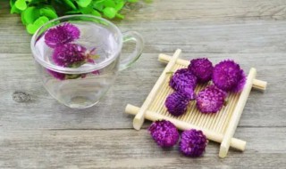 千日紫花茶的功效与作用 千日紫花茶的功效与作用及禁忌