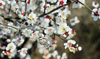 杏花茶的功效与作用及禁忌（杏花茶的功效与作用及禁忌是什么）