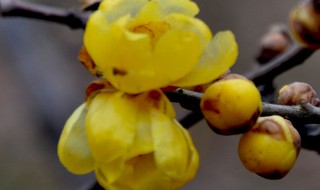 腊梅花茶的功效与作用及禁忌 腊梅花茶的功效和作用