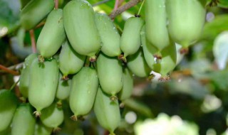 软枣子的功效与作用及禁忌 软枣子的功效与作用及禁忌是什么