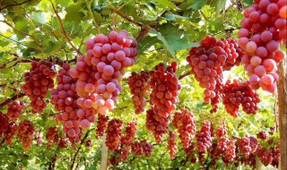 形容葡萄的优美句子 形容葡萄的优美句子集锦