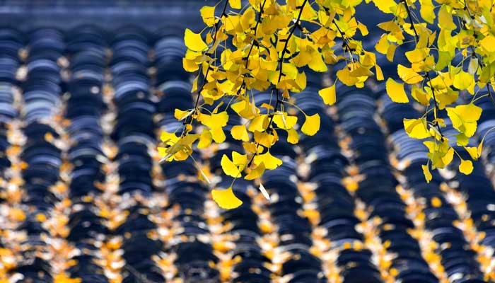 银杏古诗词 银杏古诗词中的意象