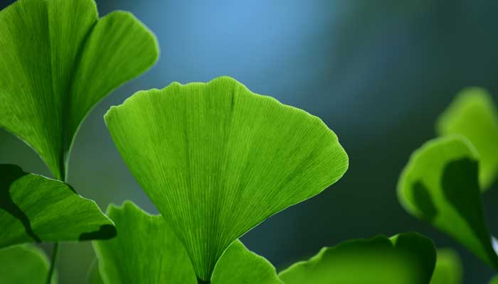 银杏古诗词 银杏古诗词中的意象