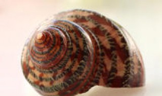 猫眼螺做法视频 希望可以帮助到大家