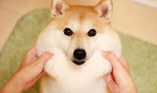 狗狗短视频拍摄技巧 给狗狗的拍照小技巧你get到了吗？