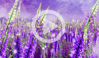 如何下载视频到相册 苹果如何下载视频到相册