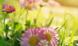 二年级语文找春天课文原文及教案 二年级语文找春天课文原文是什么