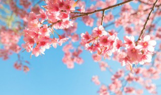 梦见梨花的寓意 梦见梨花有哪些含义