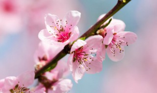 周公解梦梦见桃花开 梦见桃花开好不好