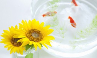 翡翠金鱼的寓意 翡翠金鱼有什么寓意