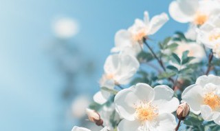 关于大自然的手抄报 关于大自然的手抄报内容有什么