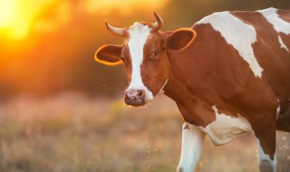 如何给牛喂食 怎么给牛喂食