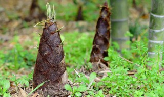 烟笋以及用途（烟笋百度百科）