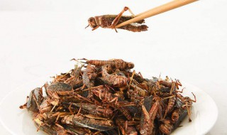 蚱蜢能吃吗（蚱蜢能吃吗有细菌吗）